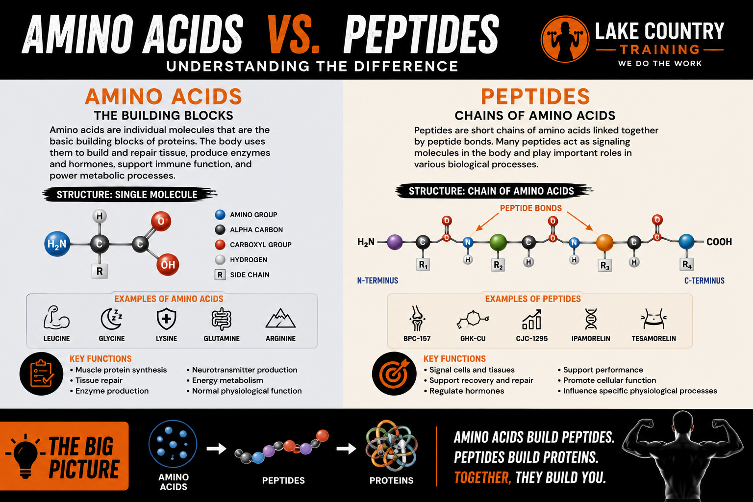 Amino acids vs peptides infographic explaining how amino acids are individual building blocks and peptides are short chains of amino acids.
